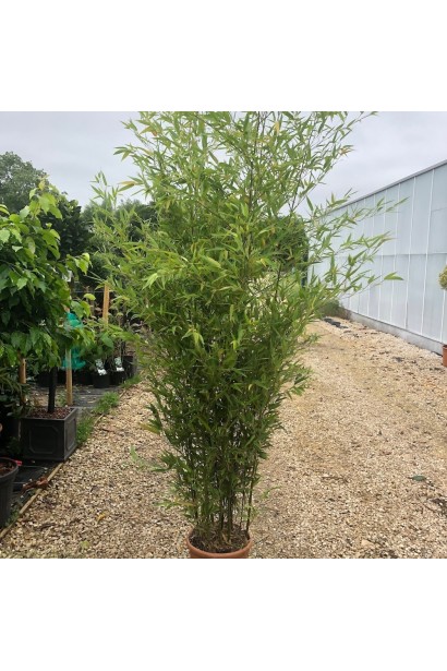 Бамбук черный побеги